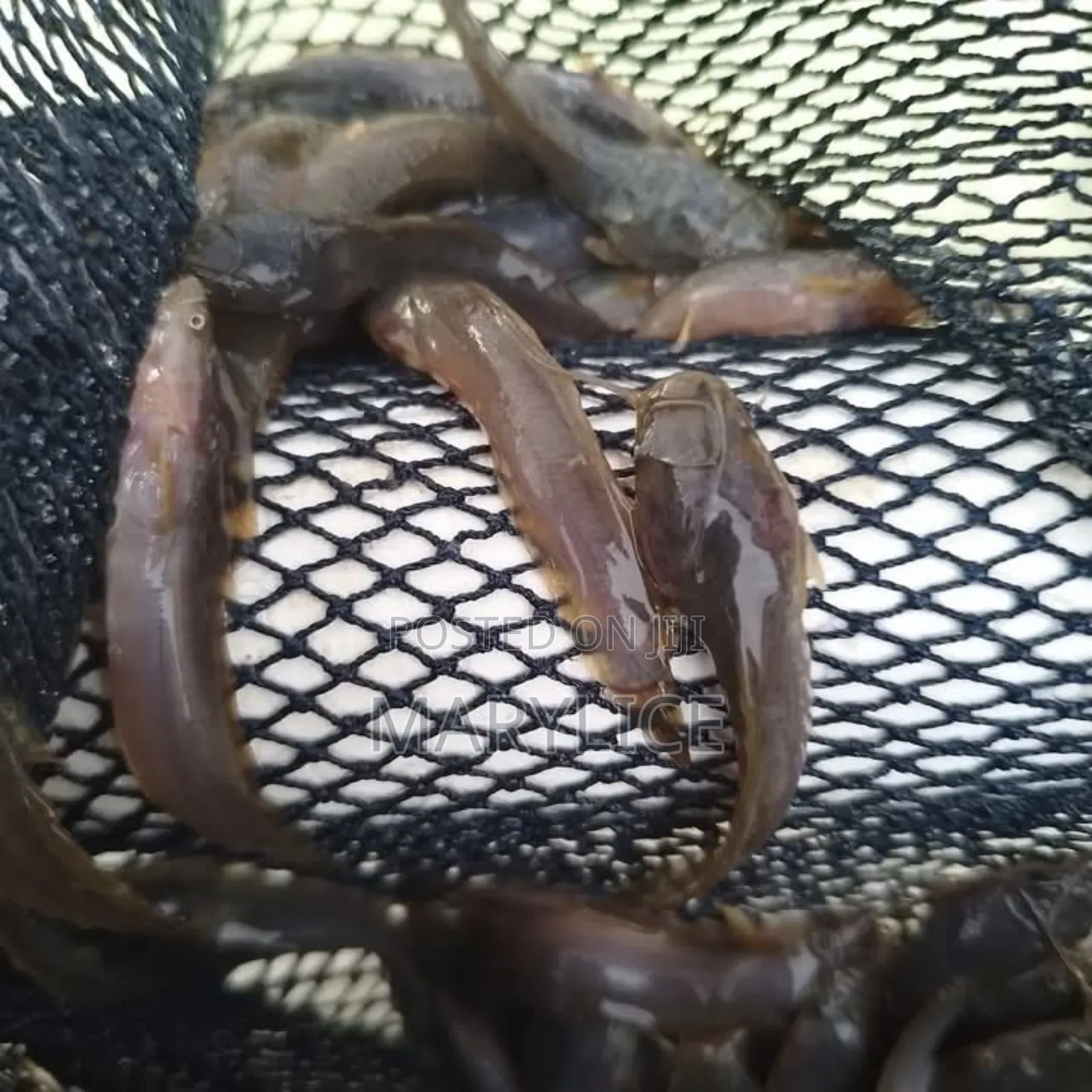 Catfish Juveniles Available for Sale