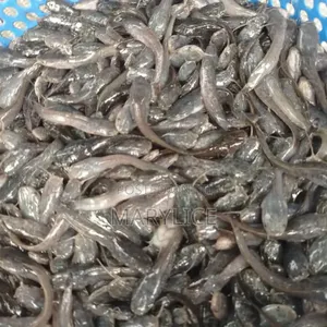 Catfish Juveniles Available
