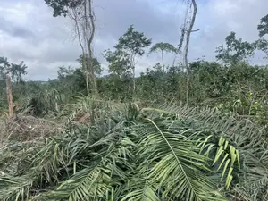 Lands for Sale