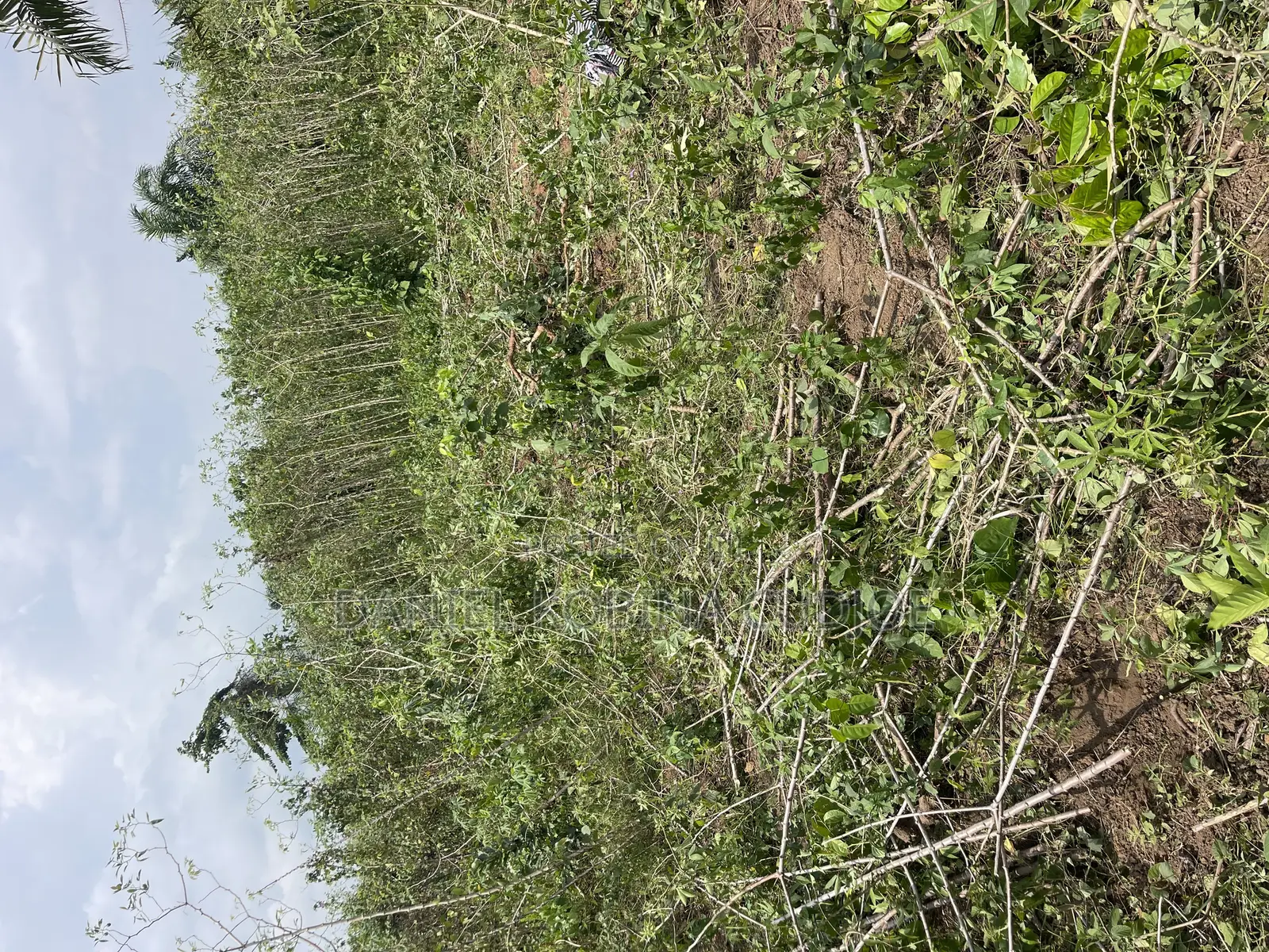 Lands for Sale
