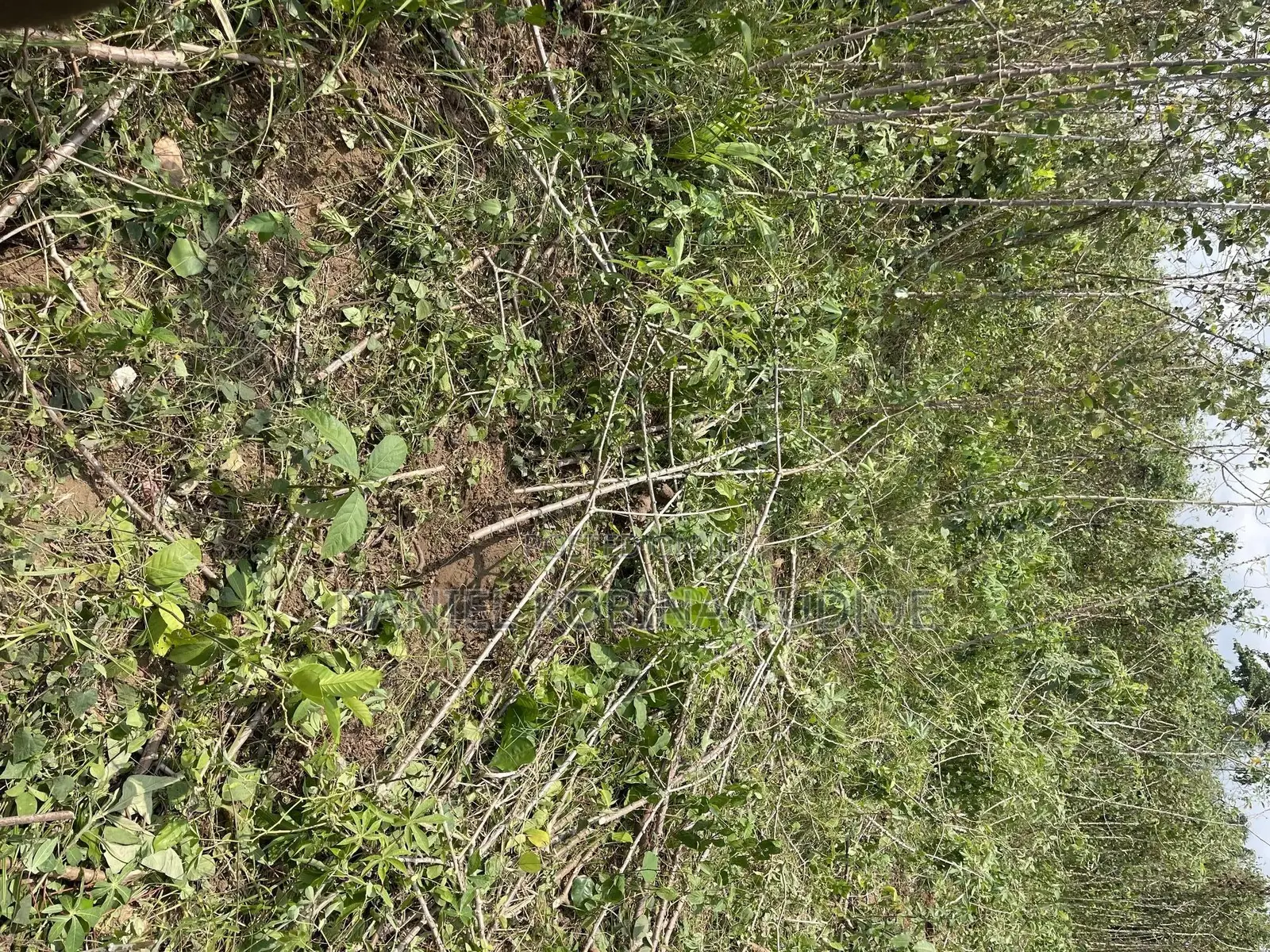 Lands for Sale