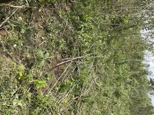 Lands for Sale