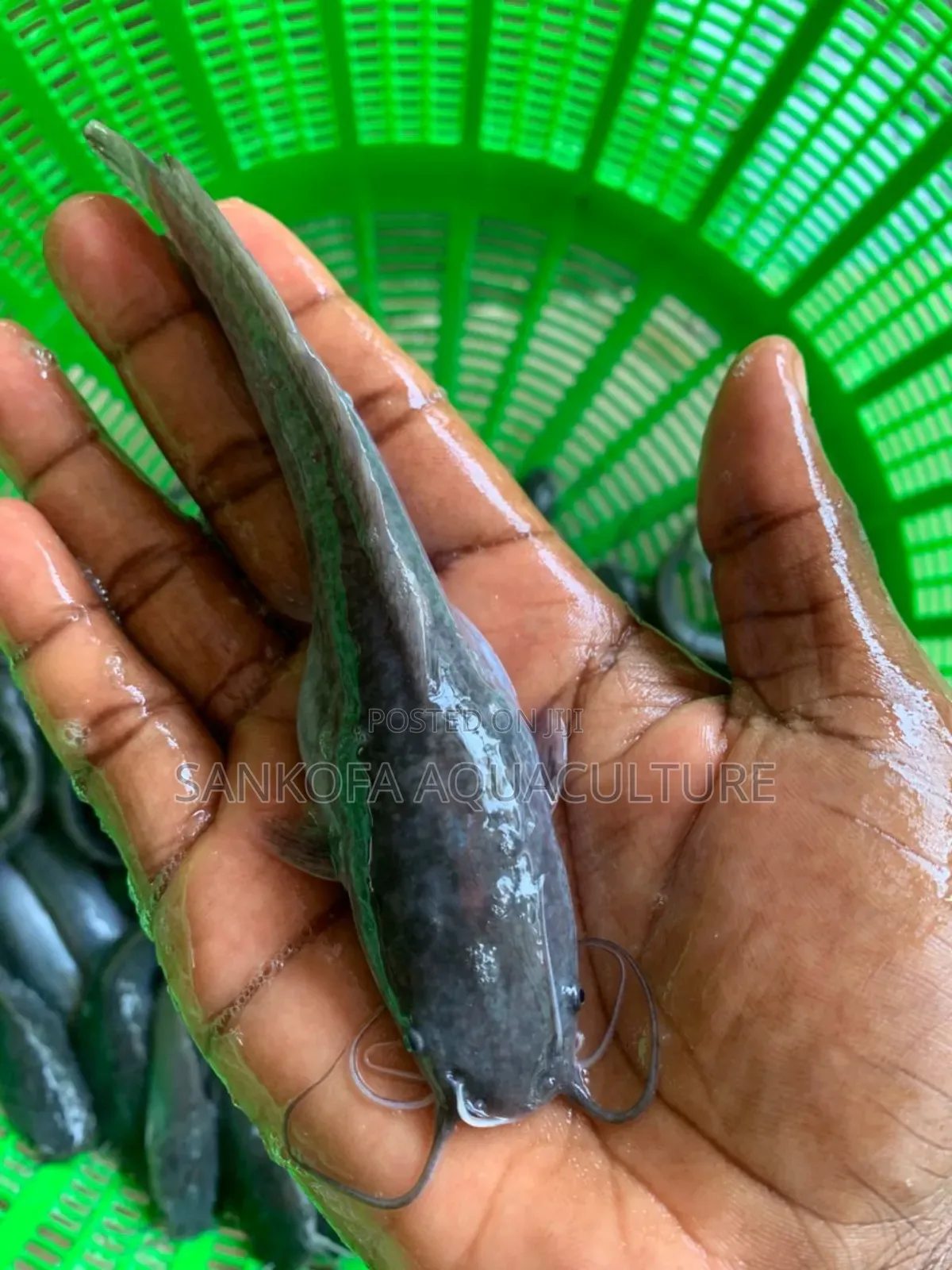Catfish Jombo Available