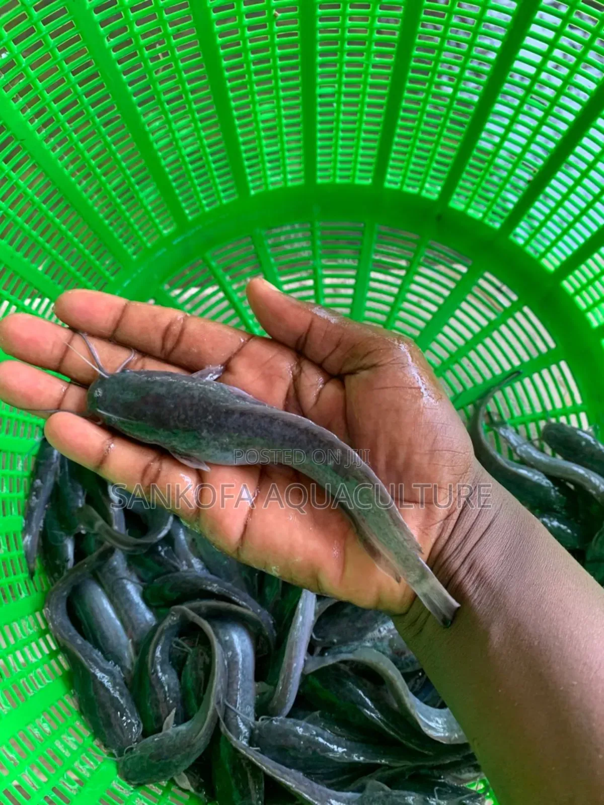 Catfish Jombo Available