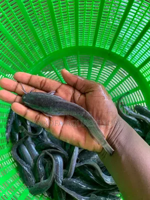 Catfish Jombo Available