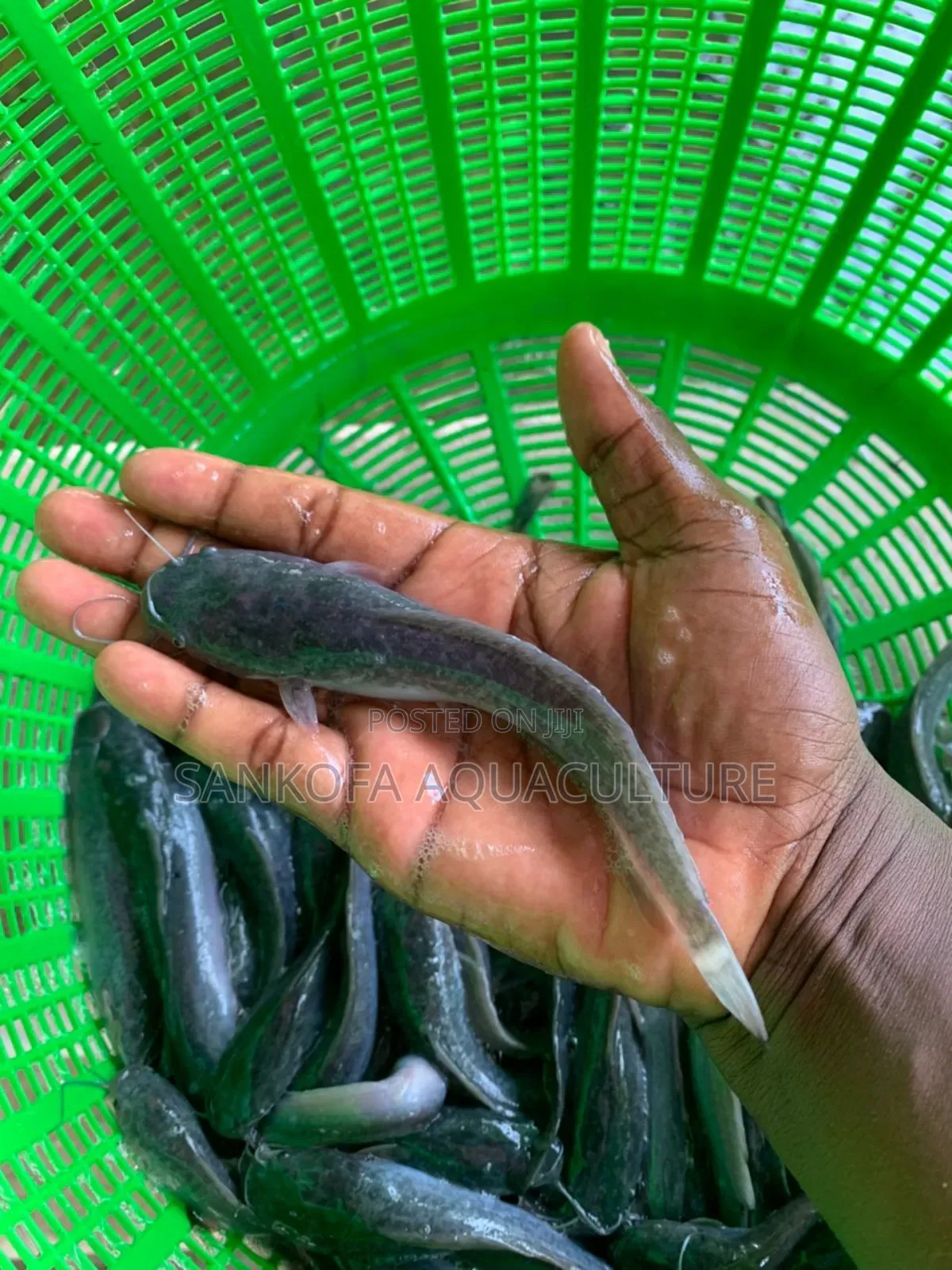 Catfish Jombo Available