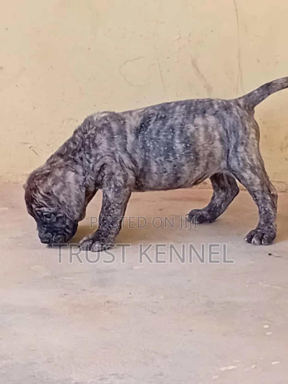 1-3 months Female Purebred Boerboel