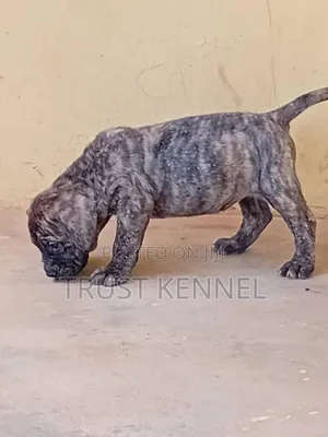 1-3 months Female Purebred Boerboel