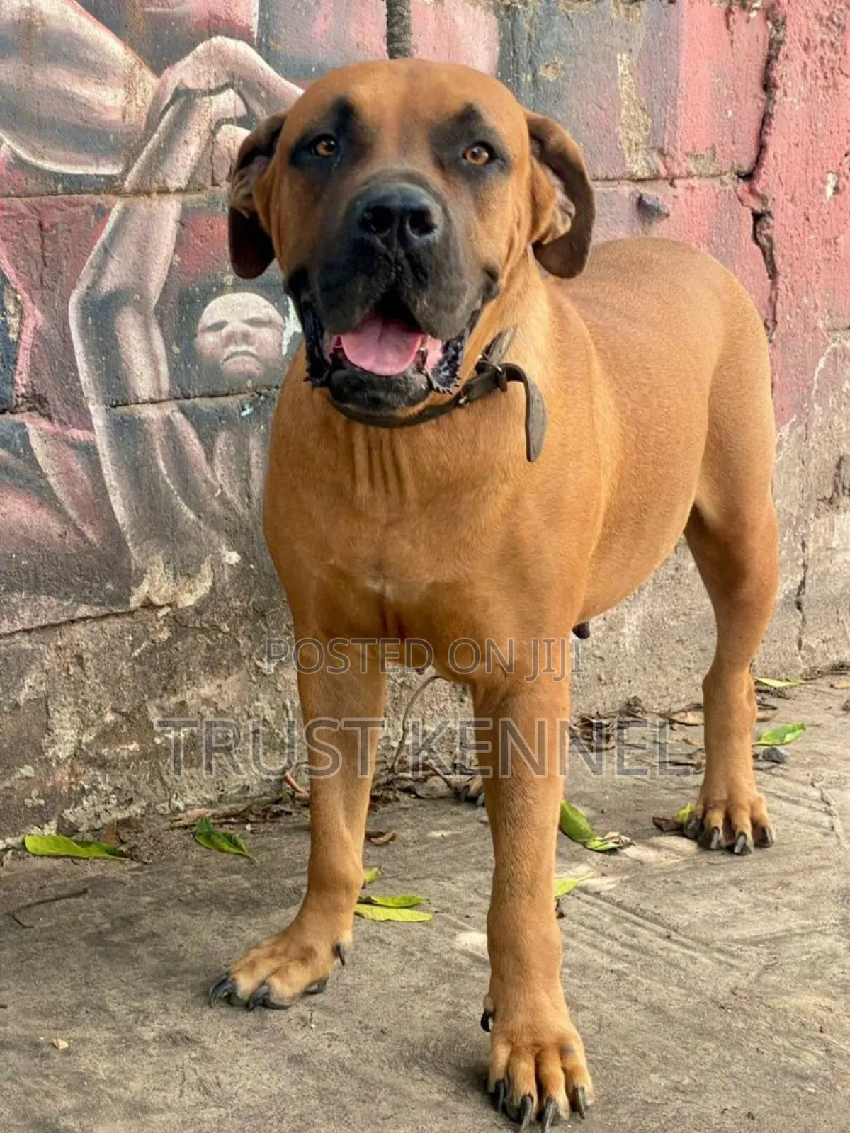 1-3 months Female Purebred Boerboel