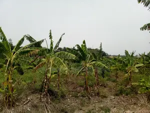 46plot for Sale at Adenta Amrahia