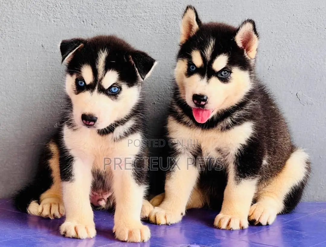 1-3 months Female Purebred Siberian Husky