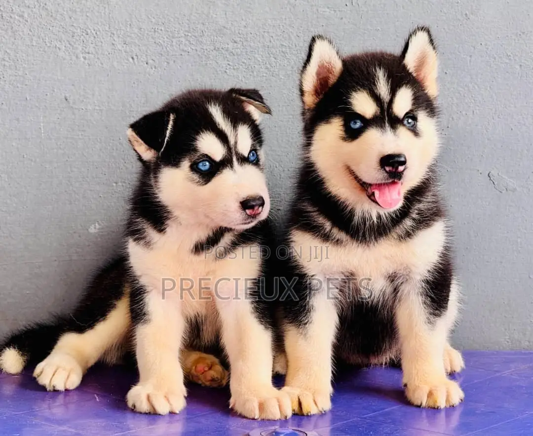 1-3 months Female Purebred Siberian Husky
