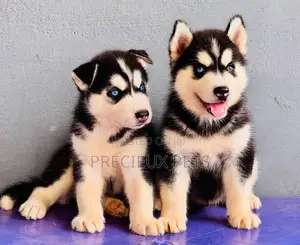 1-3 months Female Purebred Siberian Husky