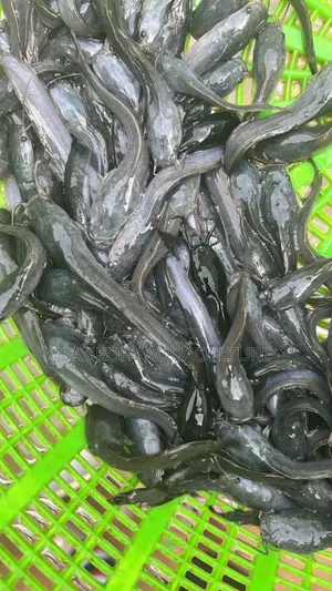 Fast Growing Catfish Juveniles