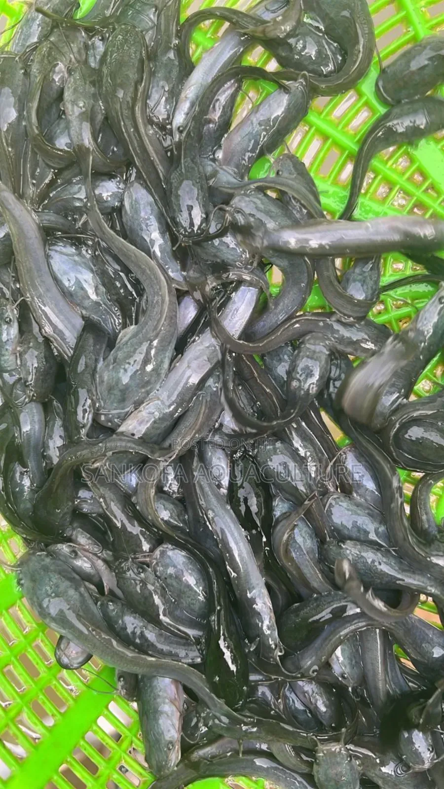 Fast Growing Catfish Juveniles