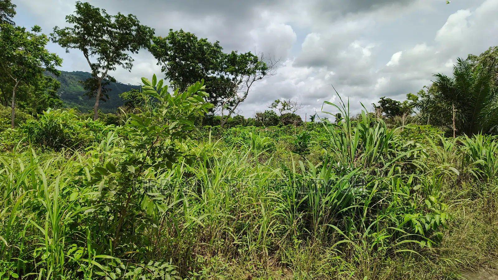 Volta Region - Ho, (Matse) _ 300+ Acres Farmland