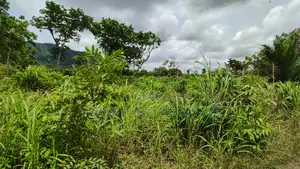 Volta Region - Ho, (Matse) _ 300+ Acres Farmland