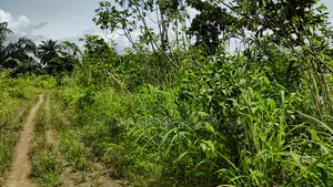 Volta Region - Ho, (Matse) _ 300+ Acres Farmland