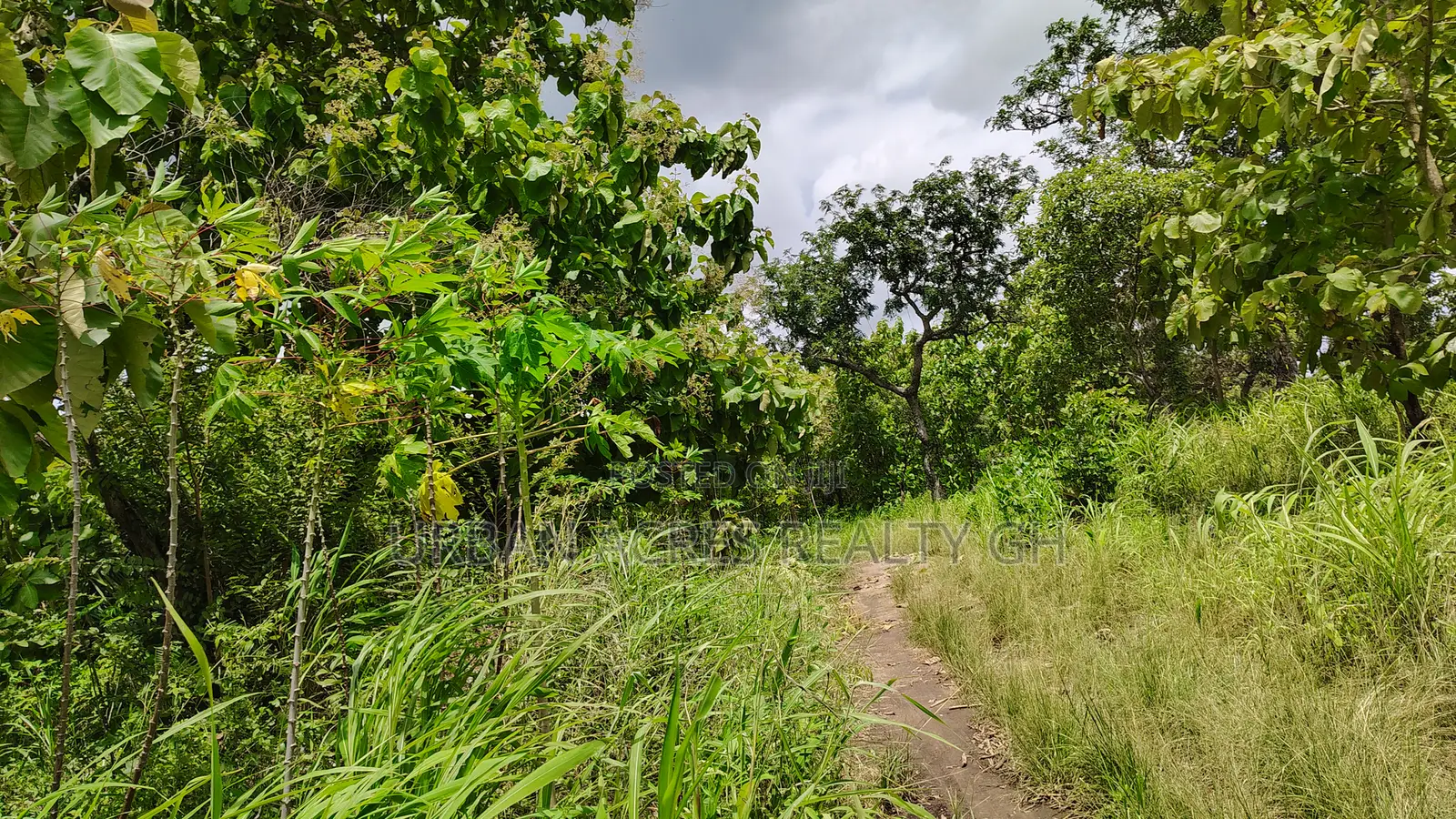 Volta Region - Ho, (Matse) _ 300+ Acres Farmland