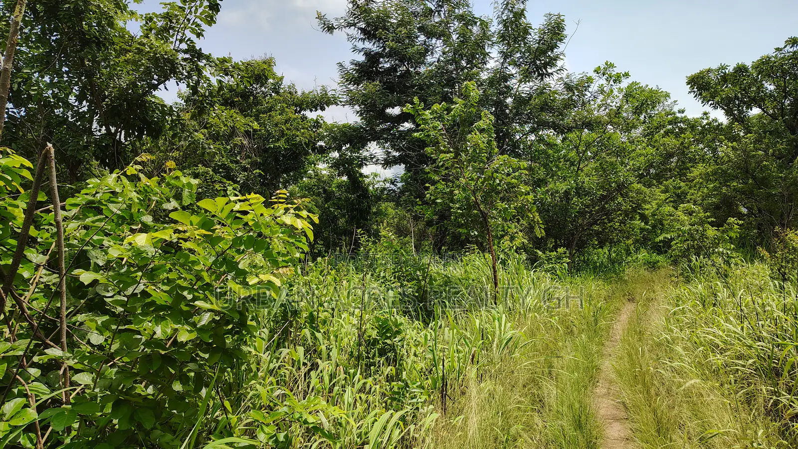 Volta Region - Ho, (Matse) _ 300+ Acres Farmland