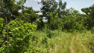 Volta Region - Ho, (Matse) _ 300+ Acres Farmland