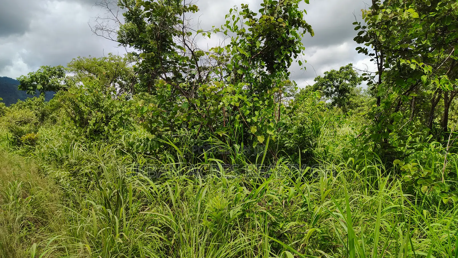 Volta Region - Ho, (Matse) _ 300+ Acres Farmland