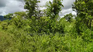 Volta Region - Ho, (Matse) _ 300+ Acres Farmland