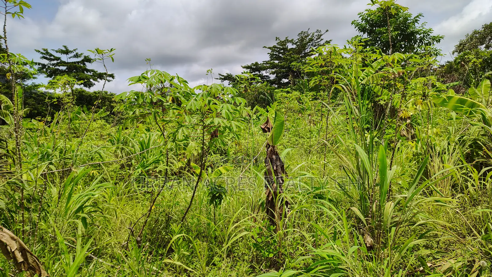 Volta Region - Ho, (Matse) _ 300+ Acres Farmland