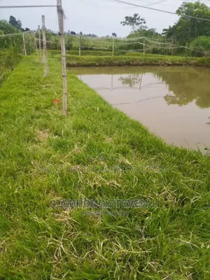 Fish Pond Construction