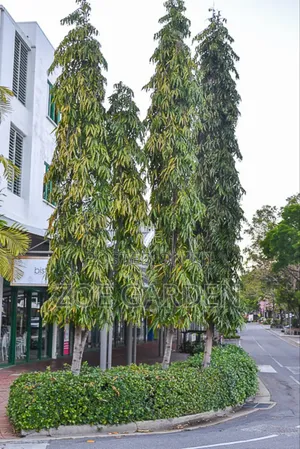 Indian Tree