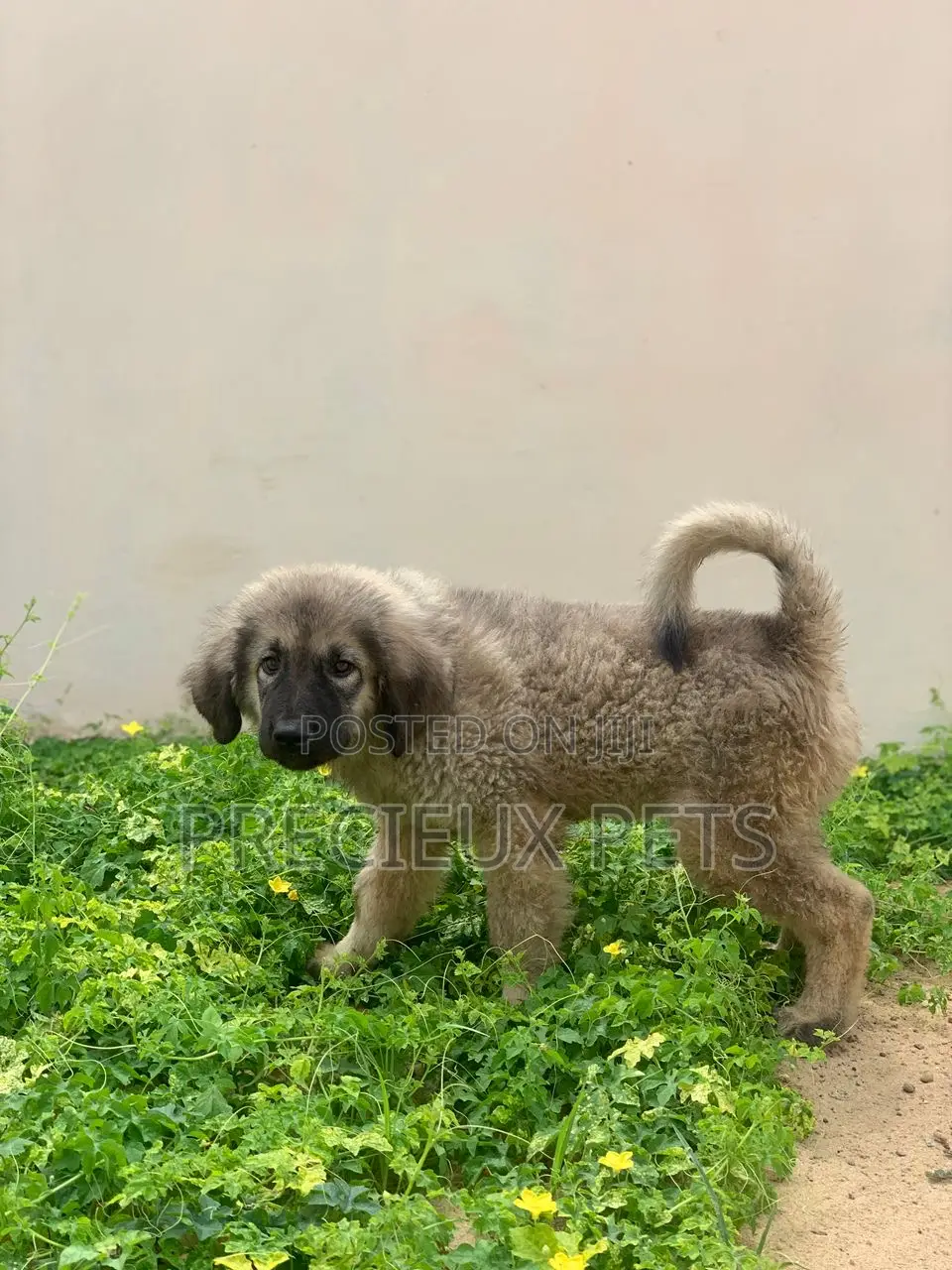 3-6 months Male Purebred Caucasian Shepherd