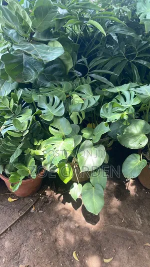 Monstera Plants