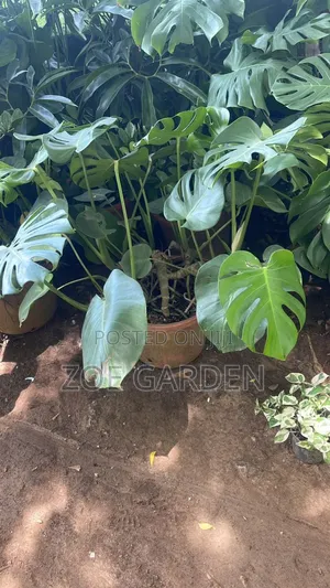 Monstera Plants