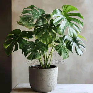 Monstera Plants