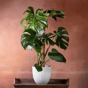 Monstera Plants