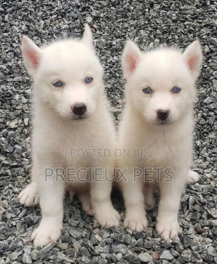 1-3 months Male Purebred Siberian Husky