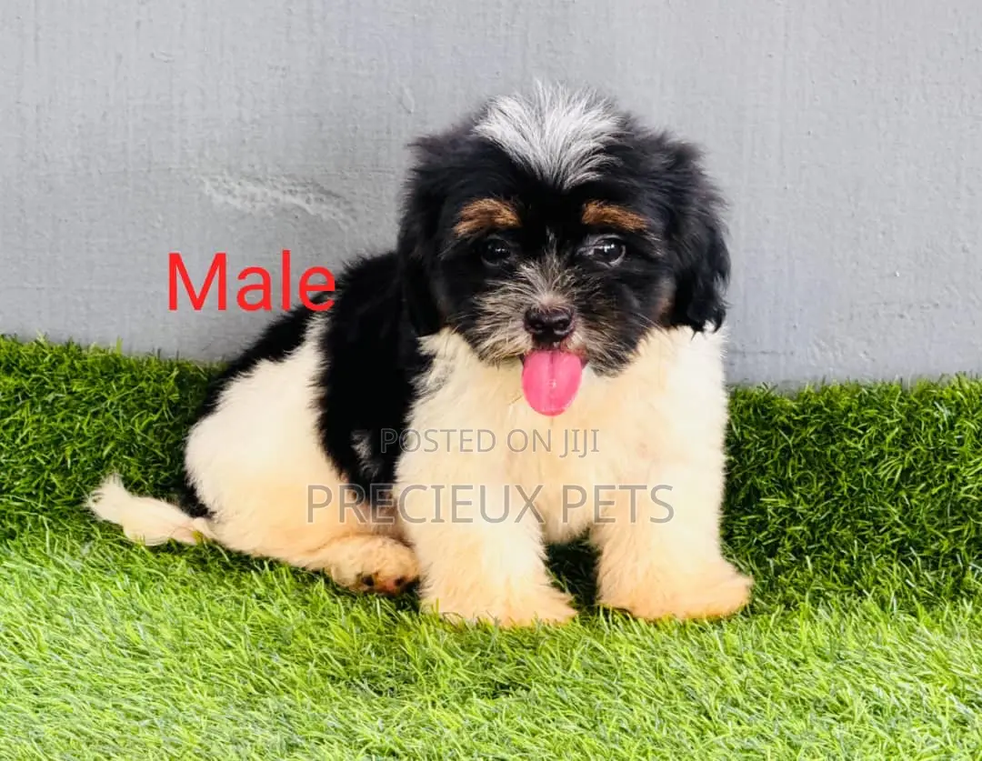 1-3 months Male Purebred Lhasa Apso