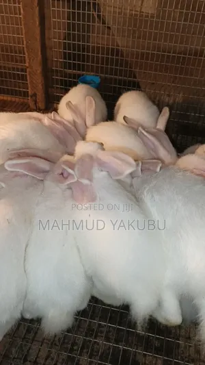 Quality Hybrid Rabbits Available