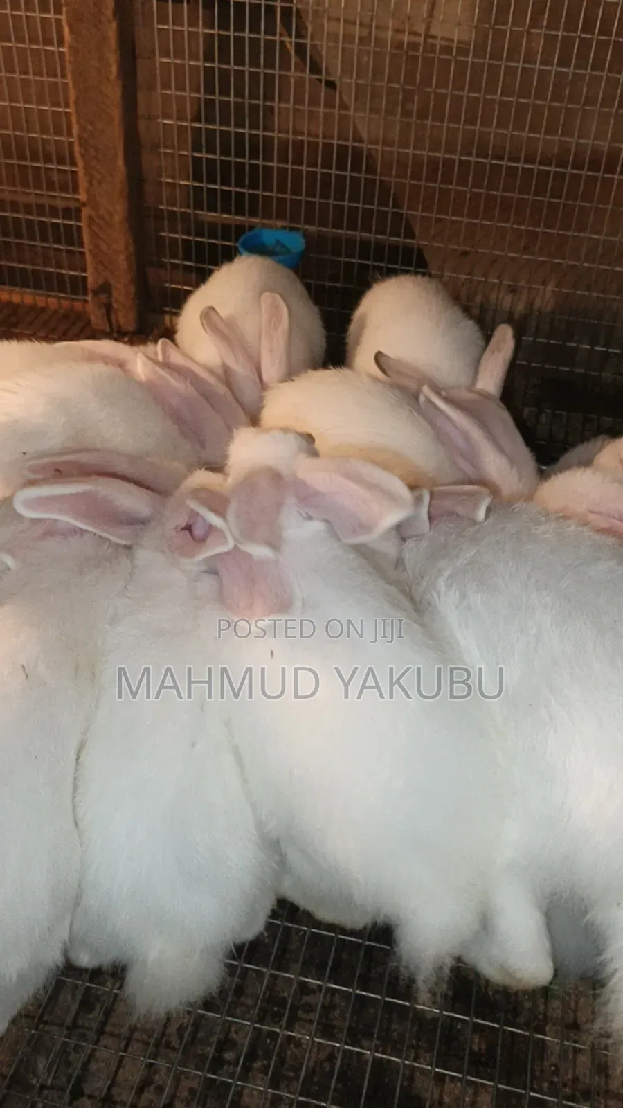 Quality Hybrid Rabbits Available