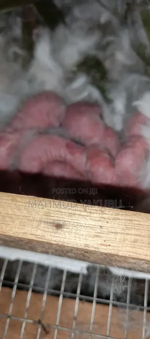 Quality Hybrid Rabbits Available
