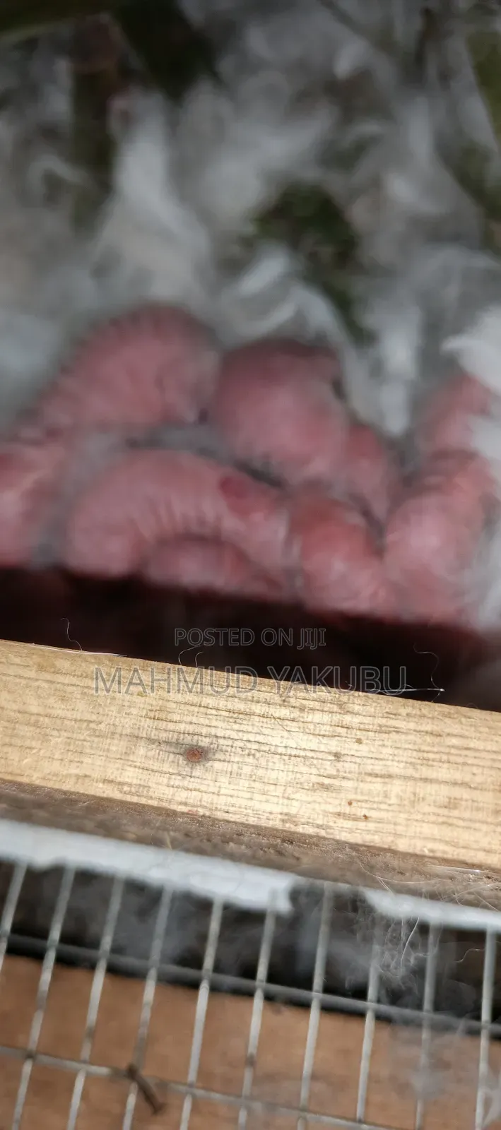 Quality Hybrid Rabbits Available