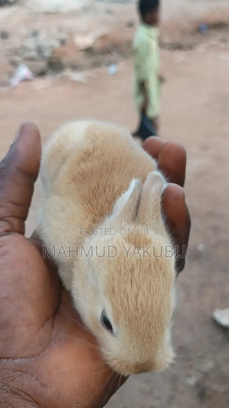 Quality Hybrid Rabbits Available