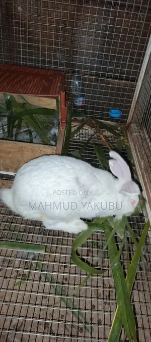Quality Hybrid Rabbits Available