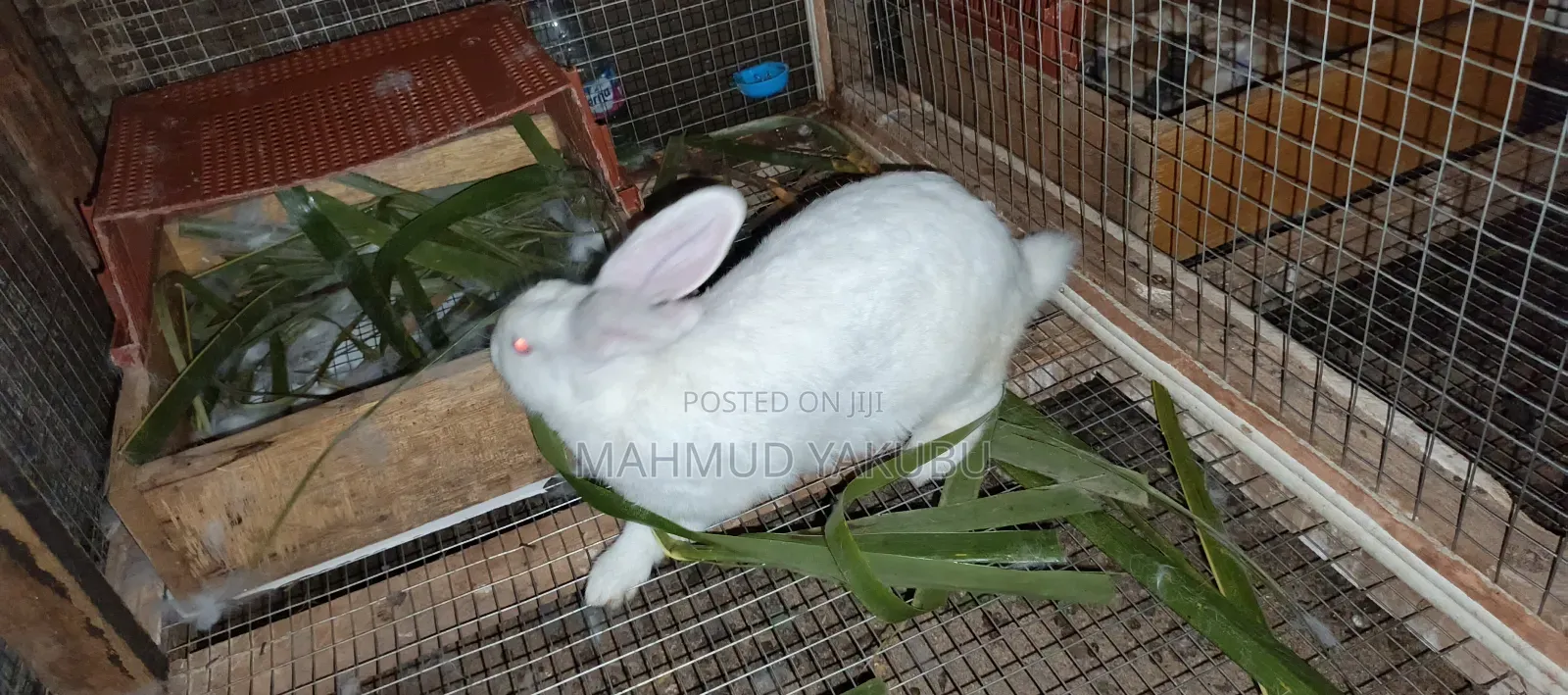 Quality Hybrid Rabbits Available