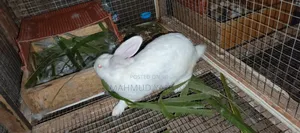 Quality Hybrid Rabbits Available