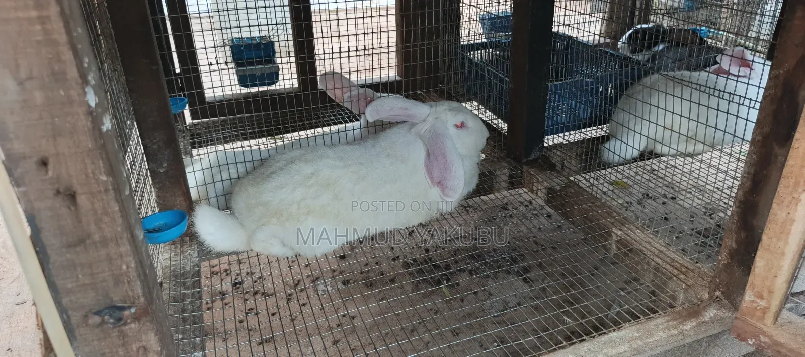 Quality Hybrid Rabbits Available