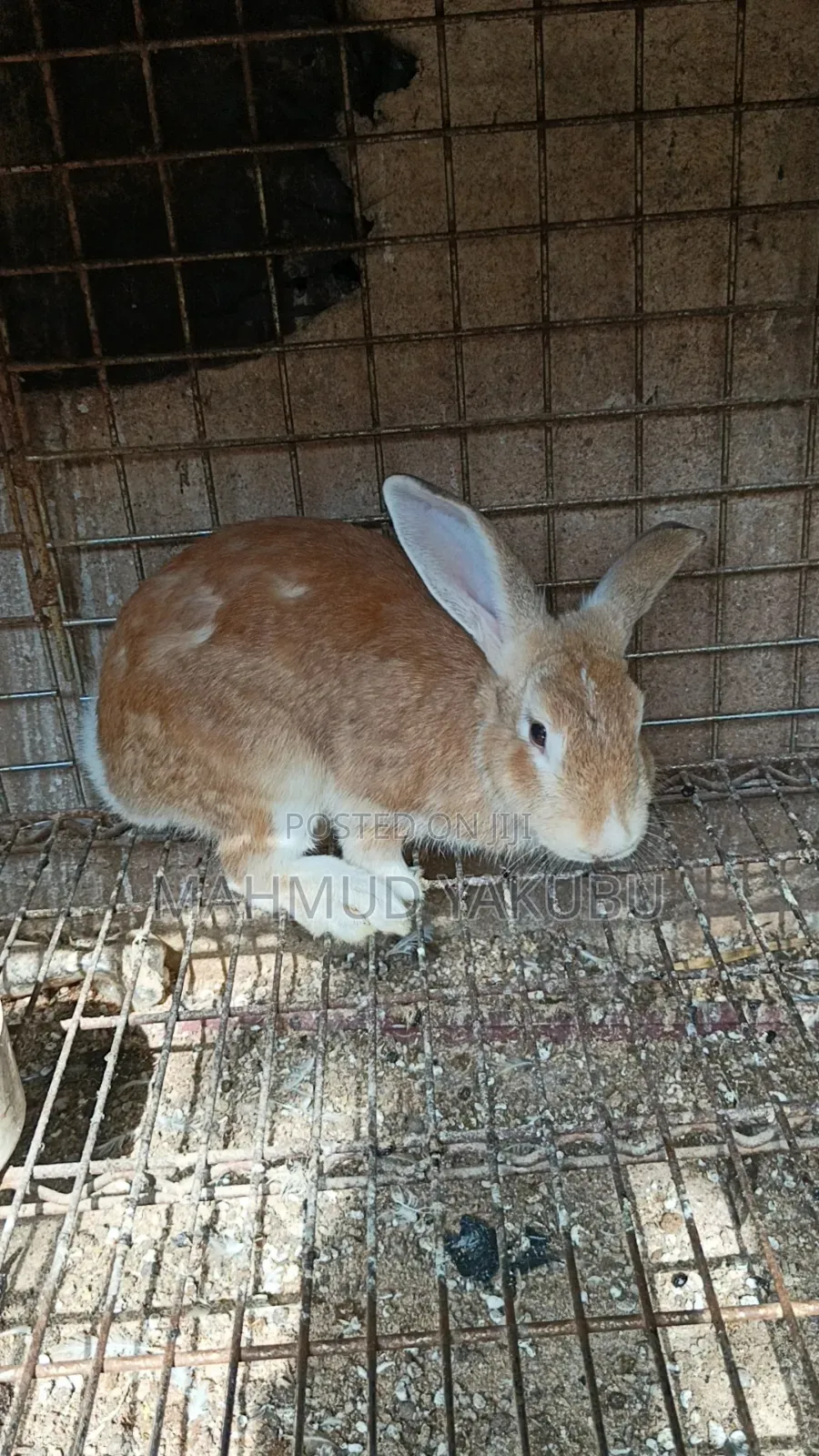 Quality Hybrid Rabbits Available