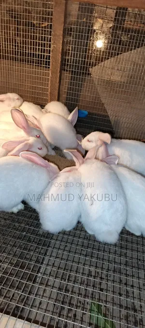 Quality Hybrid Rabbits Available