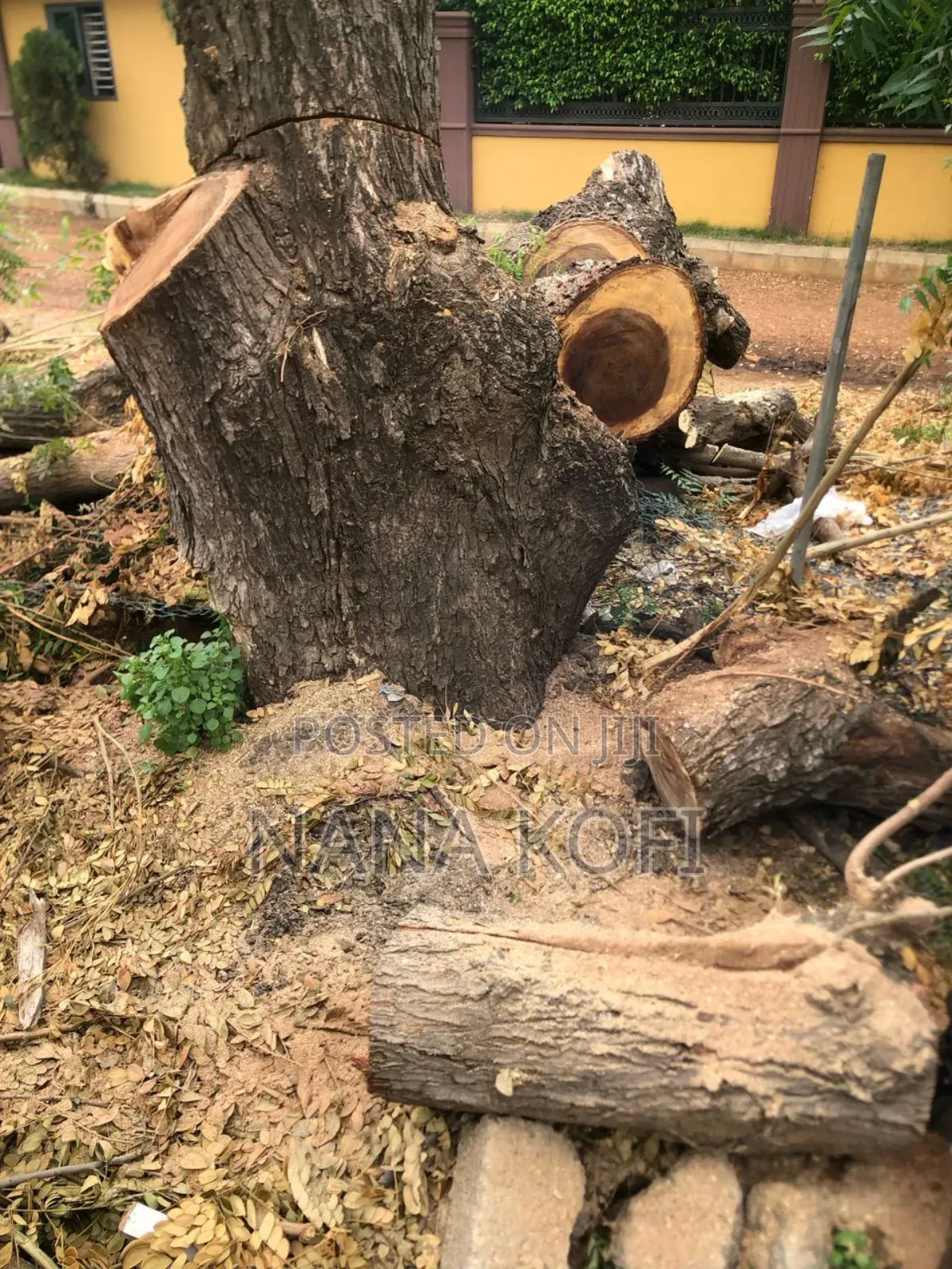 Chainsaw Operator for Tree Cutting