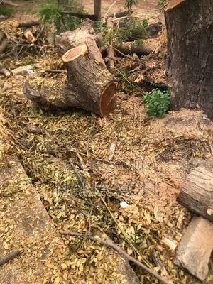 Chainsaw Operator for Tree Cutting